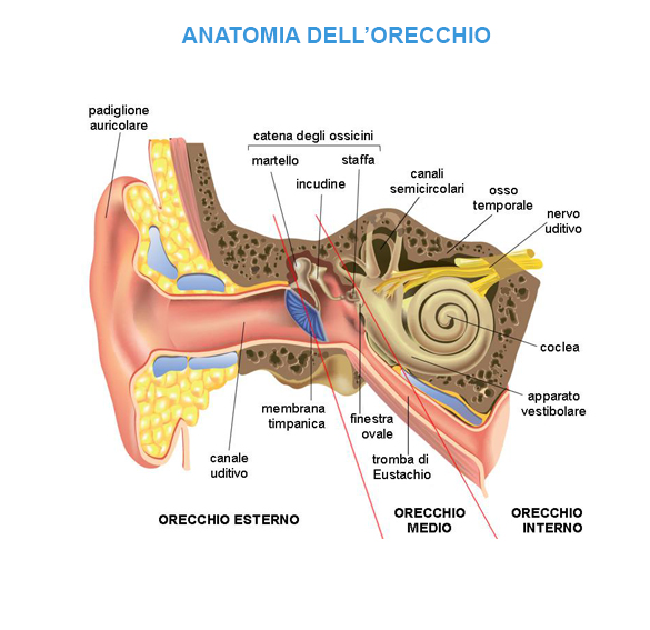 Prenotare visita otorinolaringoiatrica Fermo